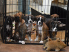 Elsa x Recon puppies